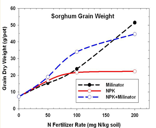 Sorghum Grain Wheat